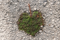 Intarsja BIS 2016.JPG